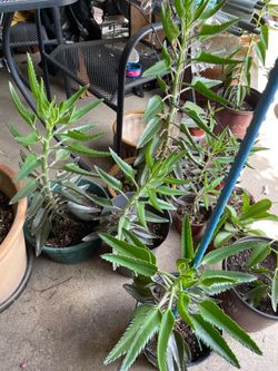 Planta malamadre