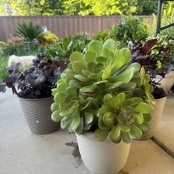 Aeonium Succulent 