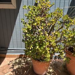 Extra Large Jade Plant