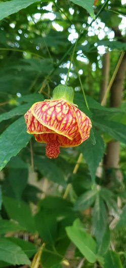 #6 Red Chinese lantern Plant 5gal