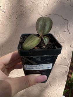 Little Rooted Inchplant Tradescantia Zebrina Flower Plant 