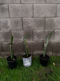 Dragon fruit plant