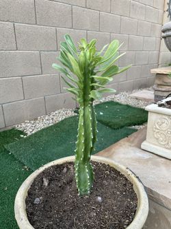 Dande Thor cactus All Sizes