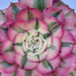 Aeonium Pink Witch Plant