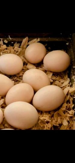 Serama  Hatching Eggs (Tiny Chickens ) 