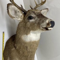 Deer Mount Taxidermy 