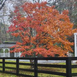 2 Mature Japanese Maple 15-20 Feet