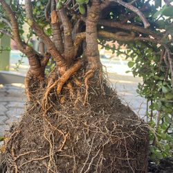 Elephant bush/ Potulacaria Afra / Dwarf Jade Plant 