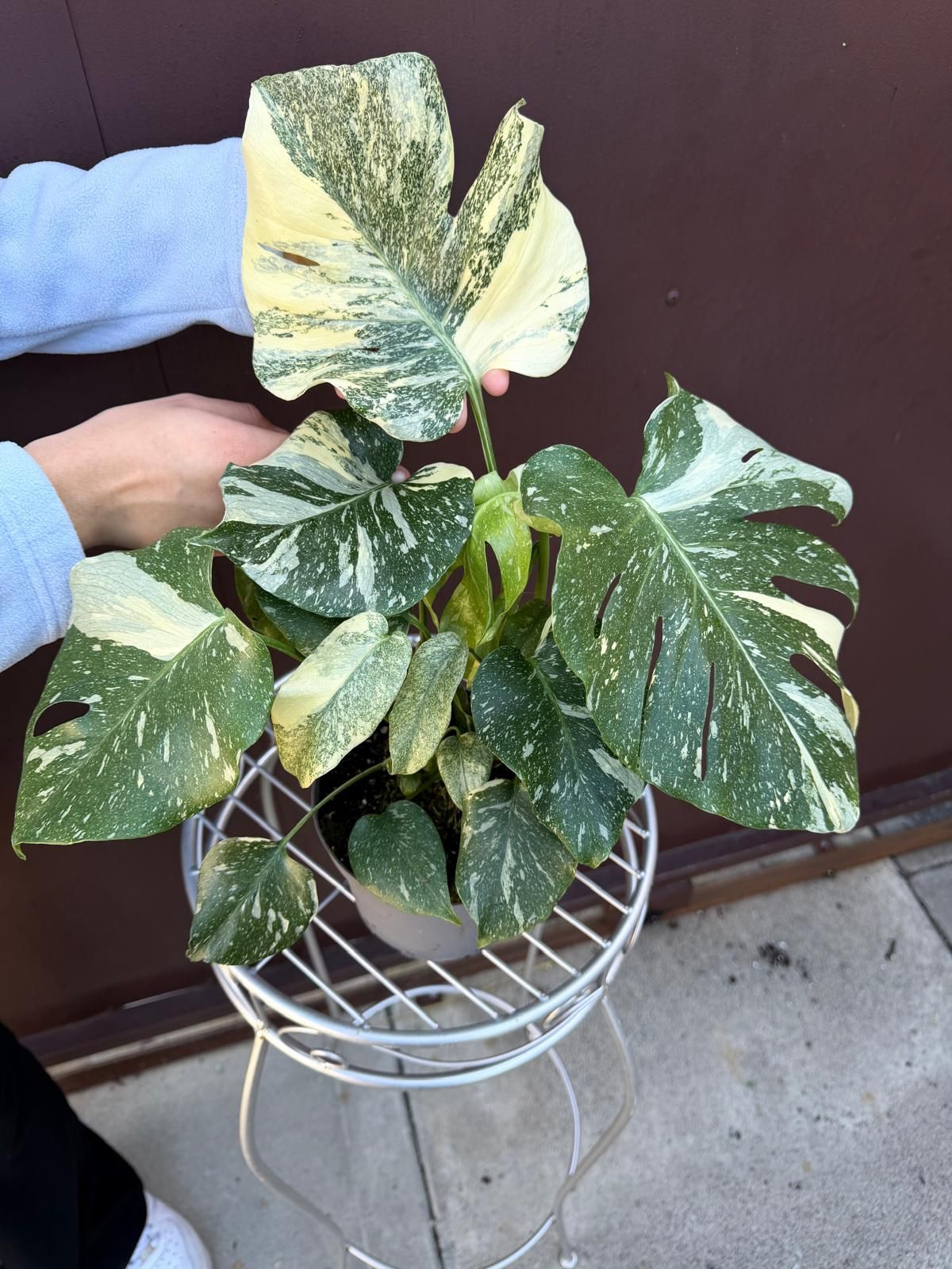 6” monstera snow white rare plant 2 plants in pot