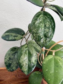 Hoya joy splash cutting