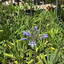 Purple Agapanthus Plant 5 Gallon Pots $18 Each