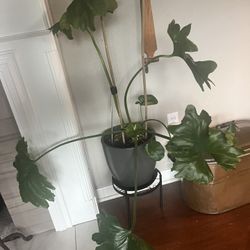 Plants For Sale