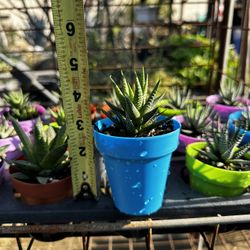 Cactus 🌵, Aloe Vera’s 