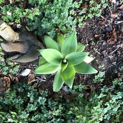 Rooted Foxtail A guava 