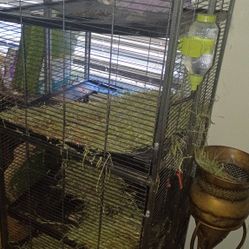Large chinchilla Cage