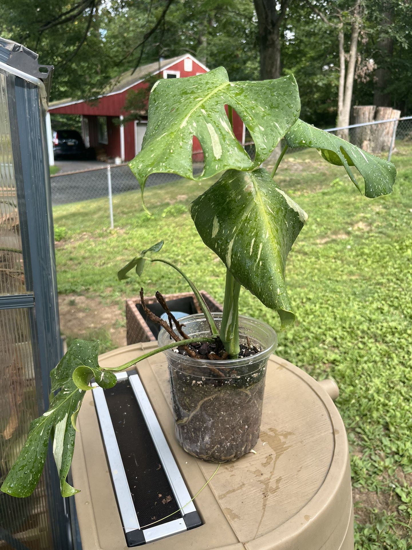 Monstera Thai Constellation Plant