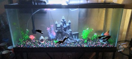 55 gallon tank need gone moving