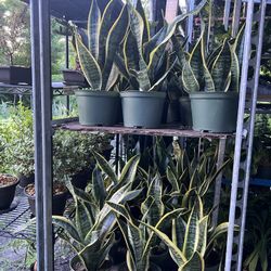 Snake Plants In 6” Pot. SPECIAL PRICE 🤩