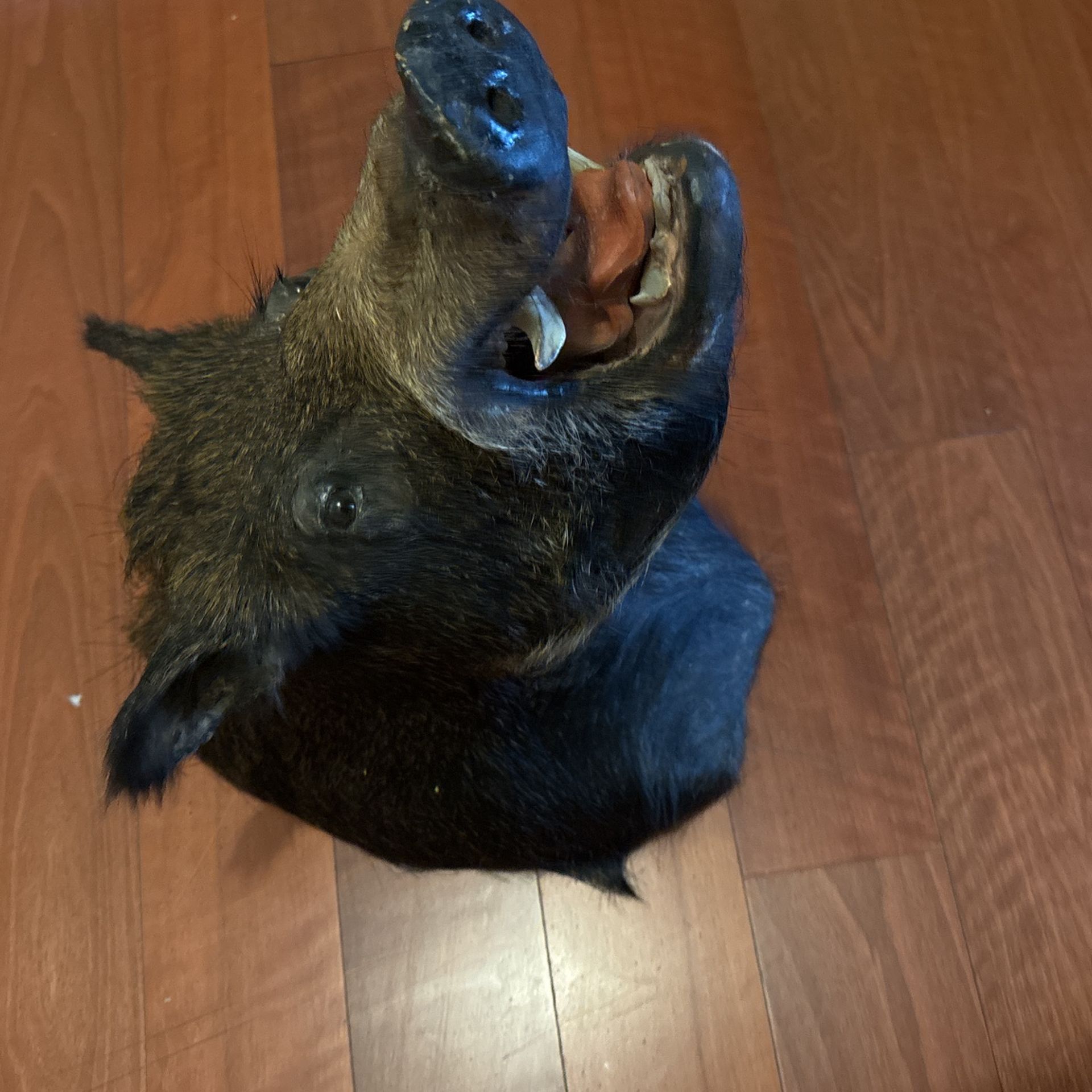 Taxidermy Large Wild Boar Head