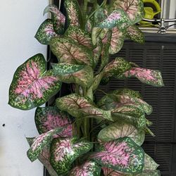 60" Caladium Artificial Tree Plant in Basket Pot