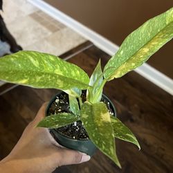 Philodendron Ring Of Fire