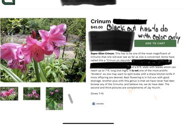 Giant 2 Crinum Lily Bulbs Color, Pinkish Purple ,Whute,and Beach Spider White. I have three Variations colors