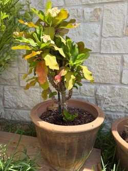 Crown of Thorns Plant 17”Wx35”H