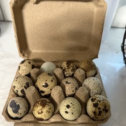 Quail Eggs Carton