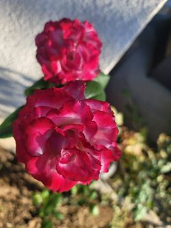 Big Beautiful Columbian Rose