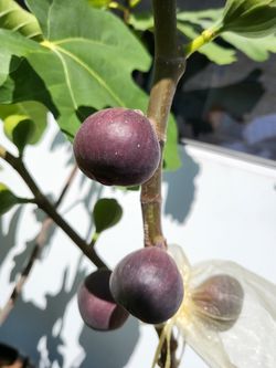 Azores Dark Aka Sao Miguel Roxo