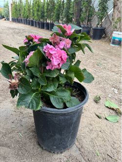 Pink hydrangea 5 gal