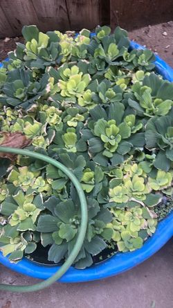 Planta de agua flotante