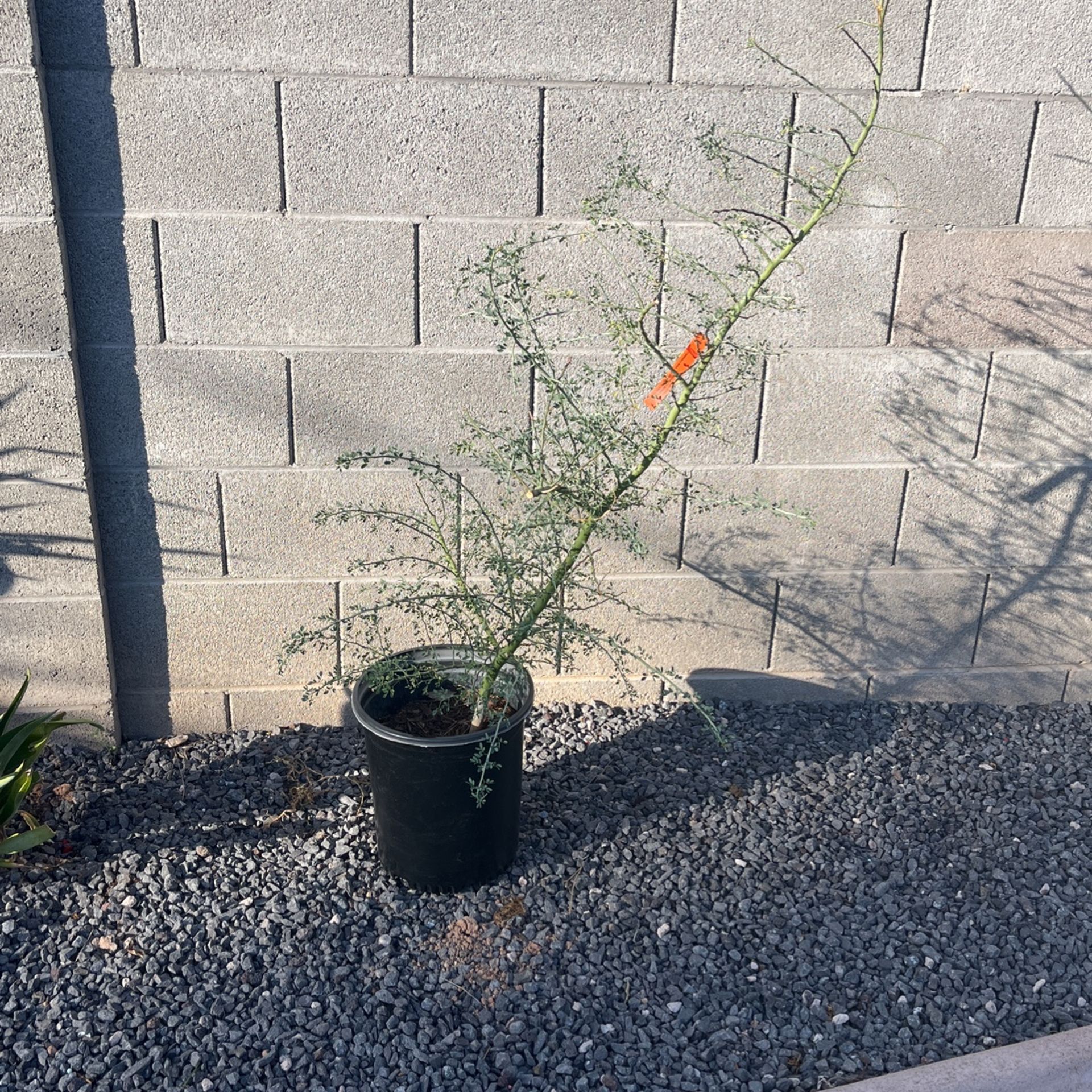 5ft Tall 5 Gallon Blue Palo Verde Tree