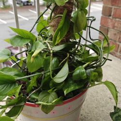 Plants - Golden Pathos, Birdnest Snake Plant