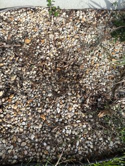 Free garden rock