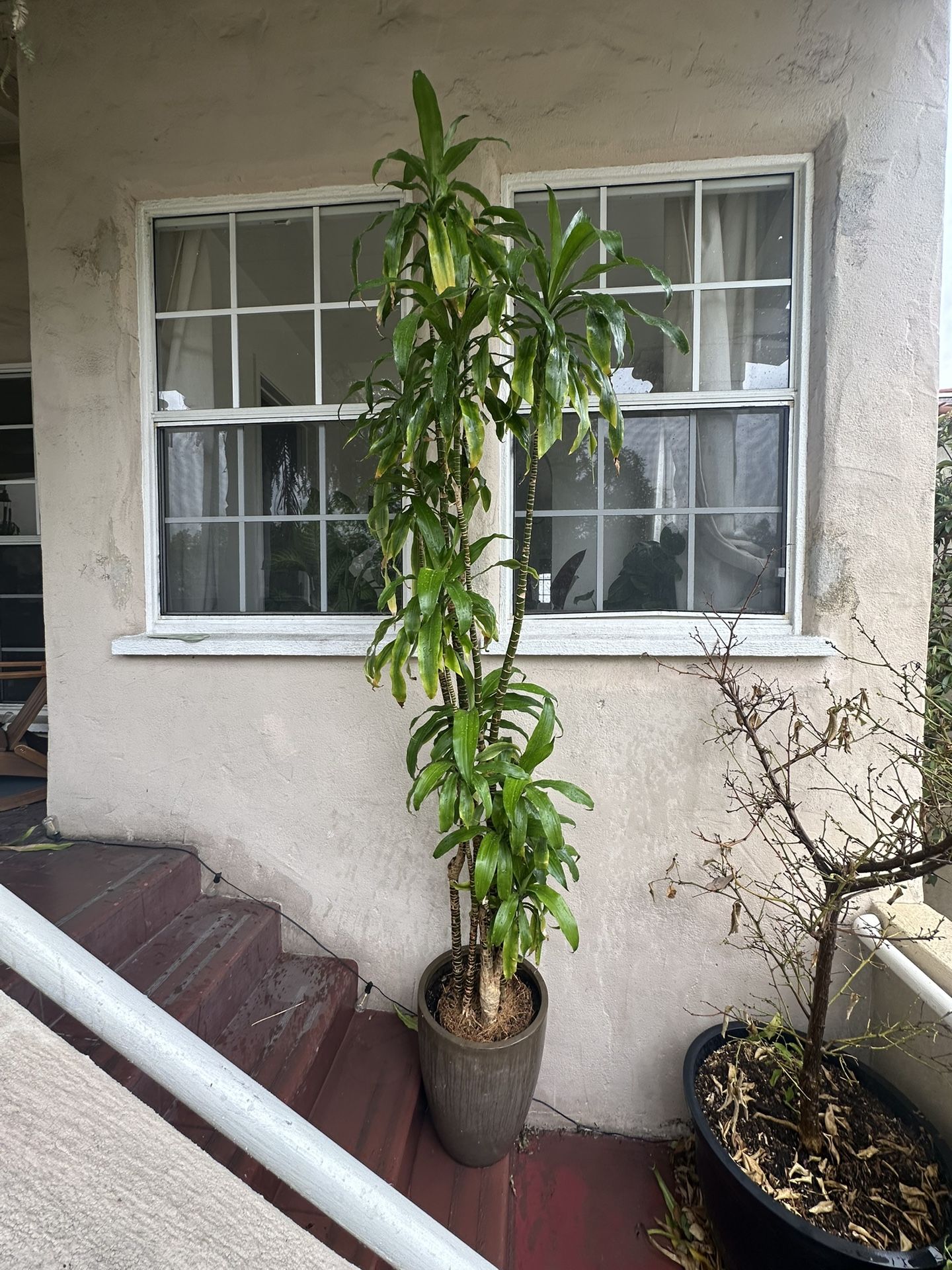 Stunning 9ft Corn Plant Dracaena in cement pot