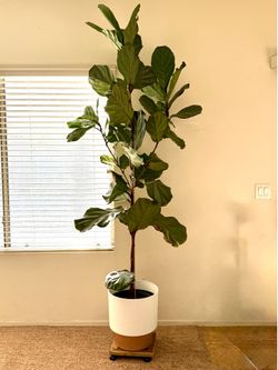 8ft Fiddle Leaf Fig w/ pot