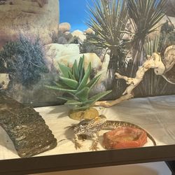 20 Gallon BEARDED  DRAGON TANK  READ DETAILS 
