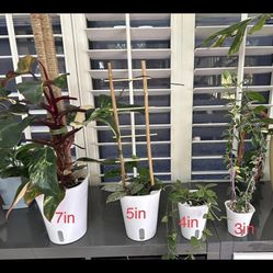 SELF WATERING POT - PLANT NOT INCLUDED