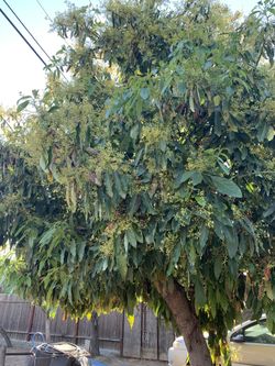 Hojas De Aguacate Fresh