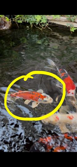 Koi decor