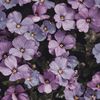 Florals._
