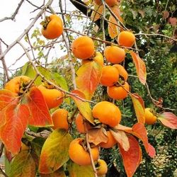 FUYU PERSIMMONS TREES $40.00 (EACH!!) for Sale in Fresno, CA - OfferUp