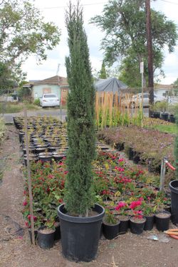 Italian Cypress