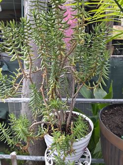 Plants different Prices