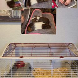 Guinea Pigs and Accessories 