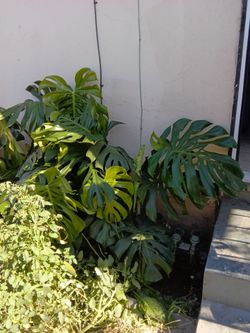 Plants