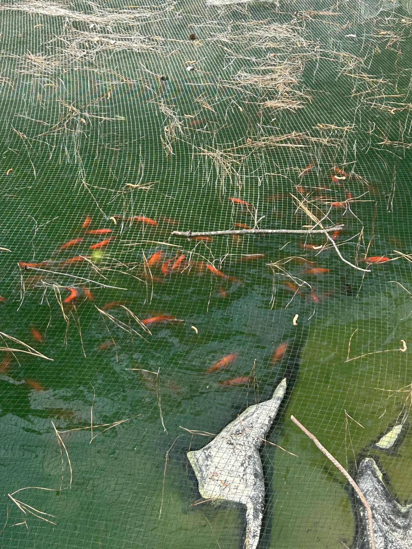 Koi fish