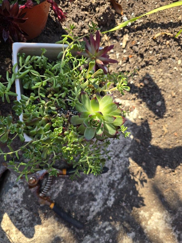 Succulent