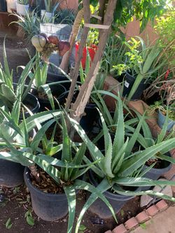 Aloe Vera Plants Elephant Agaves